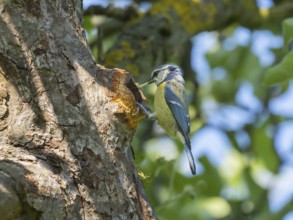 Blue Tit (Parus caeruleus), adult bird perched at its nest entrance with a caterpillar in its beak