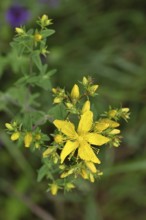 Common St John's wort (Hypericum perforatum), spotted St John's wort or common St John's wort