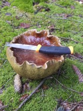 Boletus (Boletus edulis) large specimen, comparison with a knife, Allgäu, Bavaria, Germany, Allgäu,