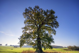 Old oak tree, (Quercus in backlight, blue sky, Mecklenburg-Vorpommern, Germany, Europe