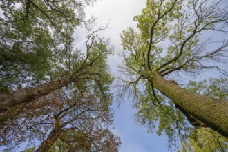 Hundred-year-old trees in autumn on the Othenstorf estate, Mecklenburg-Western Pomerania, Germany,