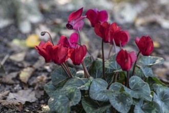 Cyclamen hederifolium (Cyclamen hederifolium), Emsland, Lower Saxony, Germany, Europe