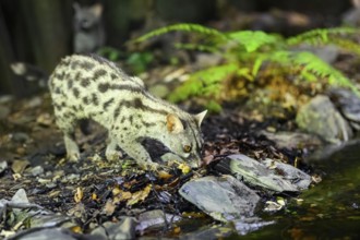 Common genet (Genetta genetta) at the shore of a lake, wildlife in a forest, Montseny National