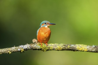 Common kingfisher (Alcedo atthis) sitting on a branch with autumncolours, wildife, Catalonia,