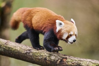 Red panda (Ailurus fulgens) walking on a branch, Germany, Europe