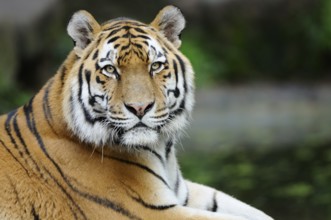 Close-up of a majestic tiger with detailed stripes in the background, Siberian tiger (Panthera