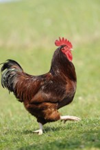 Cock moving across a green meadow, domestic fowl (Gallus gallus domesticus), Franconia