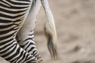 Close-up of a zebra with striped coat and tail in a natural environment, Grevy's zebra (Equus