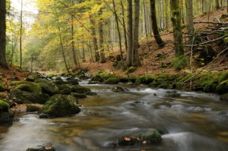 A stream meanders through an autumnal forest, surrounded by bright foliage, Kleine Ohe, Bavarian