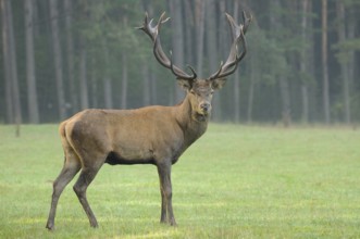 A proud stag with antlers looks attentively at a meadow in a forest, red deer (Cervus elaphus),