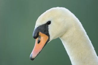 Side view of a swan in front of a natural background, Mute Swan (Cygnus olor), Franconia