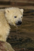 Young polar bear cub with water dripping from its mouth, polar bear (Ursus maritimus), captive