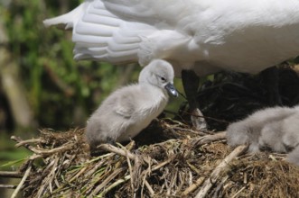 Grey swan chick sitting in the nest, next to a white-winged swan, Mute Swan (Cygnus olor),