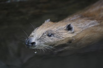 Beaver gliding gently through the calm water, fur visible, European beaver (Castor fibre), captive,