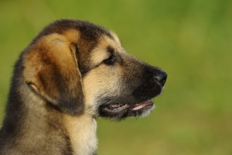 A concentrated puppy in profile in a green environment, mixed breed dog, Upper Palatinate