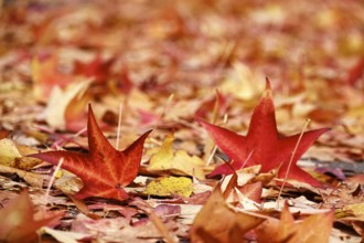 Amber tree leaves, autumn time, October, Germany, Europe