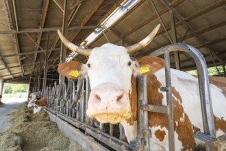 A cow is being fed in the barn and looks directly into the camera. Yellow ear tag and metal grid,