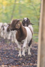 Several goats on a forest path in autumn light, forest pasture project, compensation for Hermann