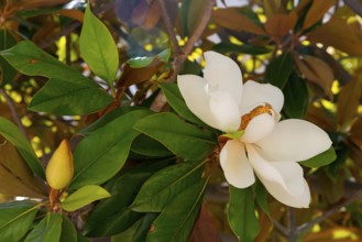 Close-up of a white flower with green leaves, rubber tree, Indian rubber tree (Ficus elastica),