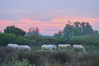 A group of white Camargue horses grazing under a pink coloured sky at sunset, Camargue, France,