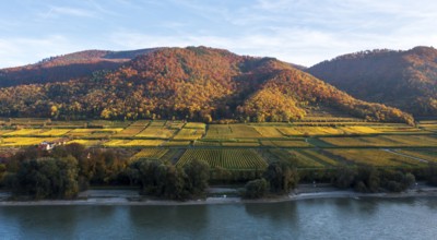 Vineyards in autumn, Wachau, Lower Austria, Austria, Europe