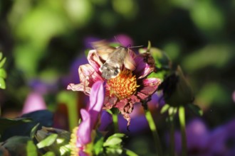 Hummingbird hawk-moth, October, Saxony, Germany, Europe