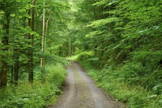 A quiet forest path leads through dense green trees, surrounded by lush foliage and nature,