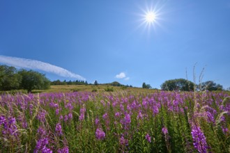 Blooming sally (Epilobium angustifolium), meadow under a bright sun and blue sky, Abtsroder Kuppe,