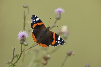 Admiral butterfly (Vanessa atalanta), butterfly sucking nectar from a thistle flower, insect,