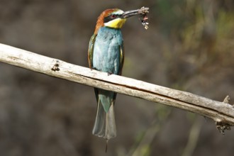 Bee-eater (Merops apiaster), bird on perch with insect in beak, Salzlandkreis, Saxony-Anhalt,