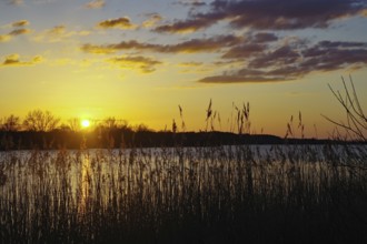 Sunset over a lake with reeds in the foreground and colourful sky, Lake Gartow, Gartow, Wendland,