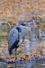 Grey heron, autumn season, Saxony, Germany, Europe