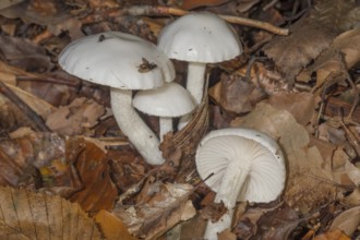 Ivory snails (Hygrophorus eburneus) in deciduous forest on autumnal leaf soil with small flies,