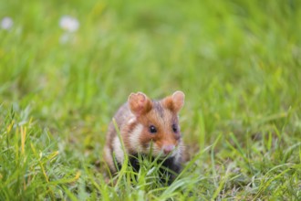 A European hamster (Cricetus cricetus), Eurasian hamster, black-bellied hamster or common hamster,