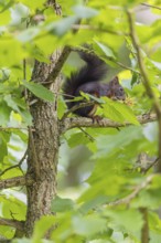 A  squirrel or Eurasian  squirrel (Sciurus vulgaris) eats from a Corylus colurna