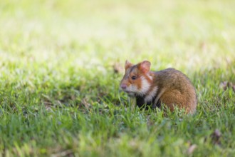 A European hamster (Cricetus cricetus), Eurasian hamster, black-bellied hamster or common hamster,