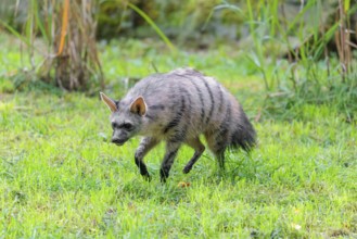 An aardwolf (Proteles cristatus) funs across a green meadow