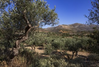 Olives, Olivae, Olive trees, Kissamos region, West Crete, Crete, Greece, Europe