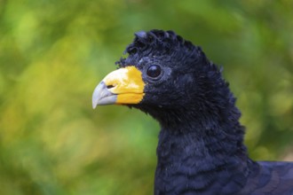 Portrait of a black curassow (Crax alector), also known as the crested curassow and the