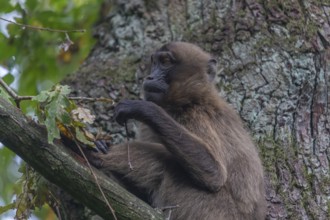 One female Gelada (Theropithecus gelada), or bleeding-heart monkey sitting high up in a tree