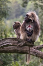 Portrait of an adult male Gelada (Theropithecus gelada), or bleeding-heart monkey, resting on a log