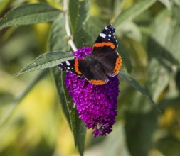 Red Admiral (Vanessa atalanta), butterfly feeding on Buddleia flowers, Hesse, Germany, Europe