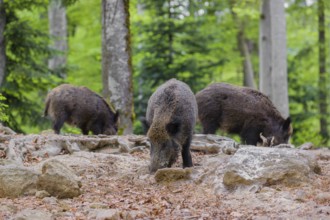 Wild boar (Sus scrofa) forages for food on the forest floor