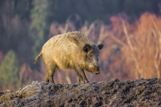 A wild boar or wild pig (Sus scrofa) walks across a frozen clearing looking for food