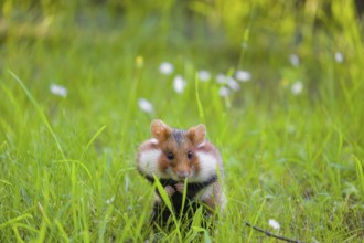 A European hamster (Cricetus cricetus), Eurasian hamster, black-bellied hamster or common hamster,