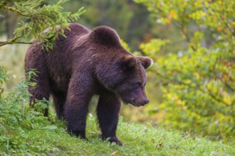 A young male Eurasian brown bear (Ursus arctos arctos) stands on a meadow between bushes