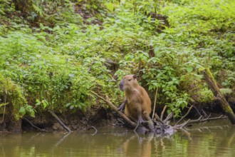 A (greater) capybara (Hydrochoerus hydrochaeris) stands alerted on the river bank