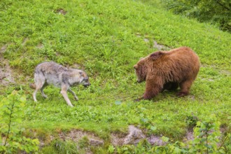 A Eurasian gray wolf (Canis lupus lupus) encounters a European brown bear (Ursus arctos arctos) in