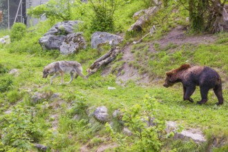 A eurasian grey wolf (Canis lupus lupus) meets an european brown bear (Ursus arctos arctos)