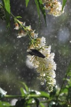 Watering the garden, early September, Germany, Europe